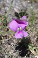 Image of blackeyed pea