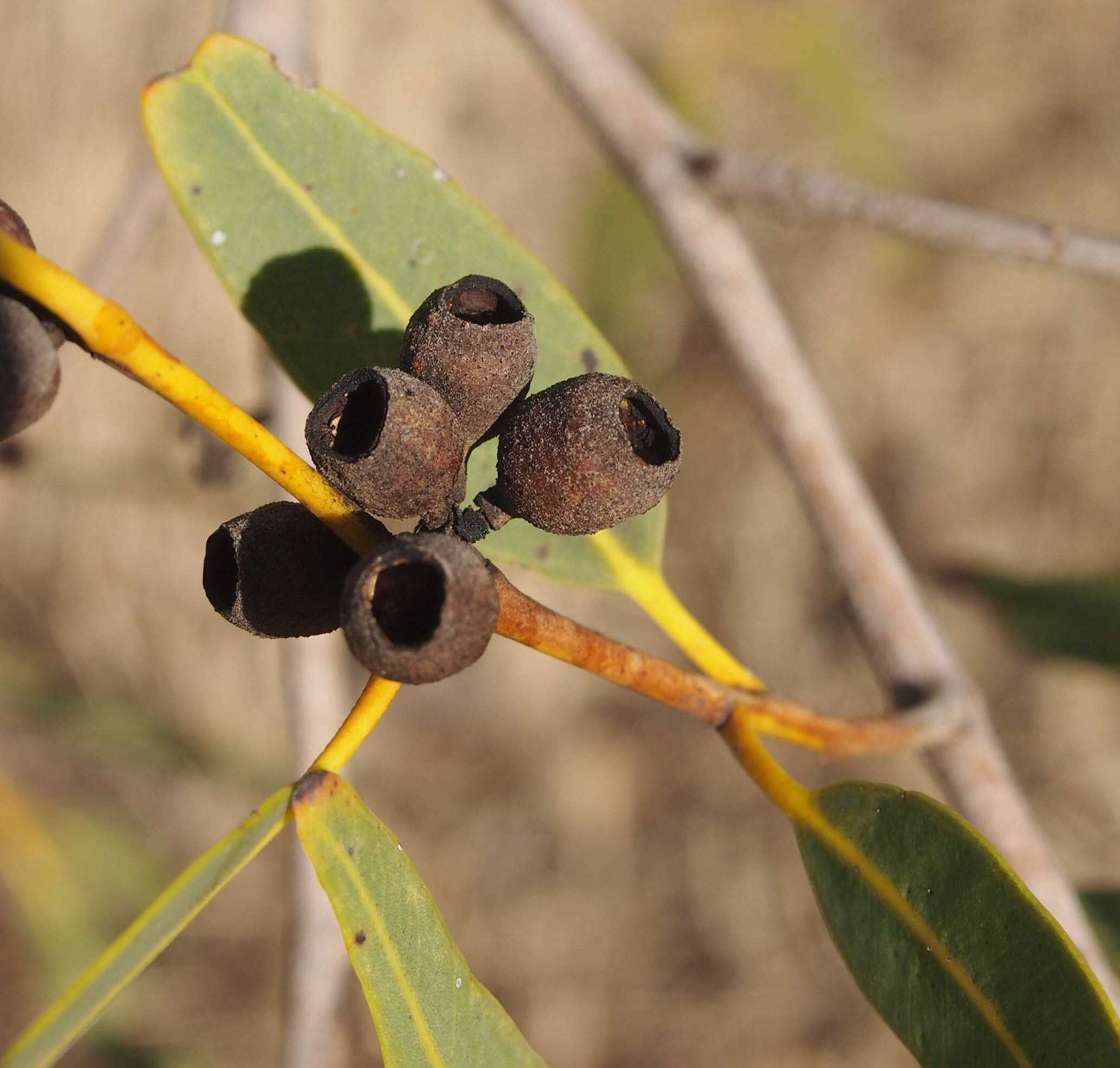 Corymbia flavescens K. D. Hill & L. A. S. Johnson的圖片