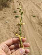 Image of Cakile maritima subsp. euxina (Pobed.) Nyár.