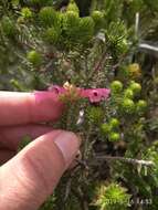 Image of Erica abietina subsp. diabolis E. G. H. Oliv. & I. M. Oliv.