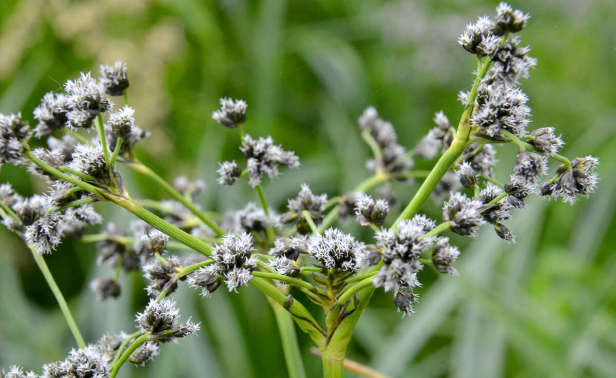 Scirpus microcarpus J. Presl & C. Presl resmi