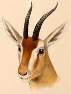 Image of Red Gazelle