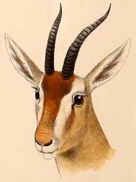 Image of Red Gazelle