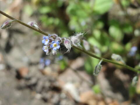 Image of Early Forget-me-not