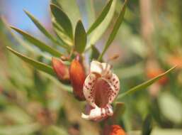 صورة Eremophila maculata (Ker-Gawler) F. Muell.