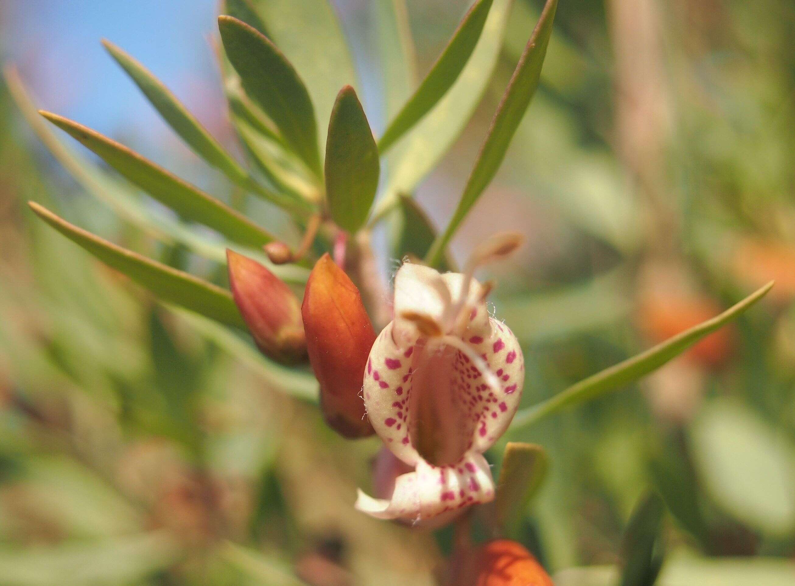 صورة Eremophila maculata (Ker-Gawler) F. Muell.