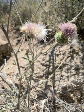 Image of cobwebby thistle