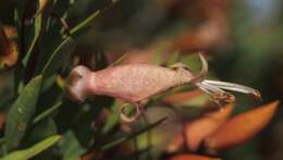 Image of Eremophila maculata (Ker-Gawler) F. Muell.