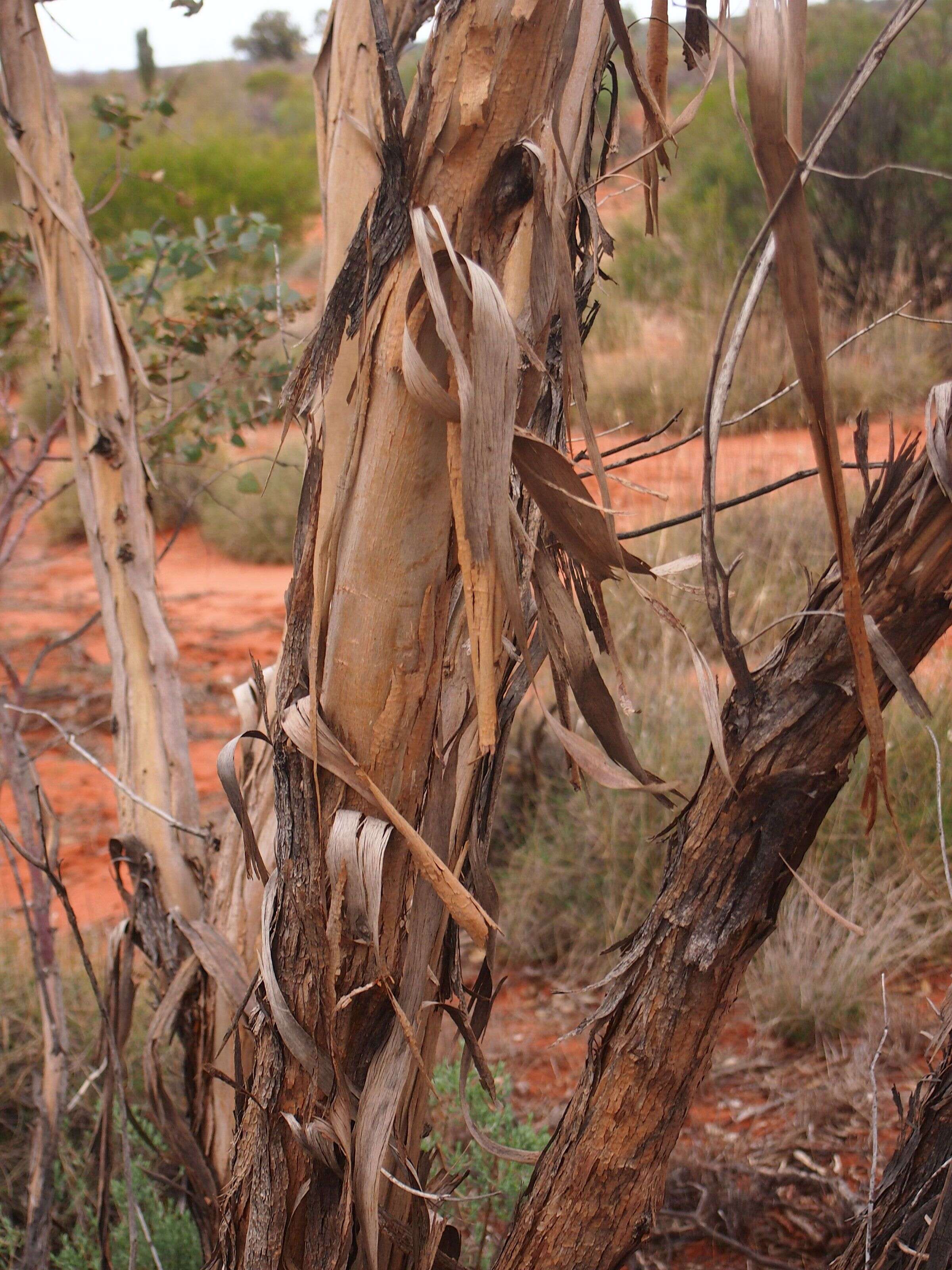 Image of Red Mallee