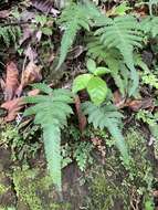 Image of Christella acuminata (Houtt.) Holtt.