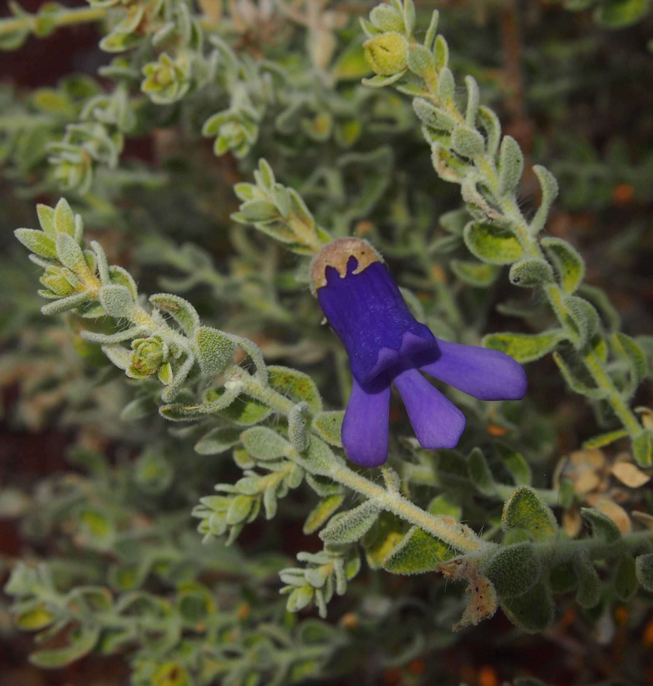 صورة Eremophila macdonnellii