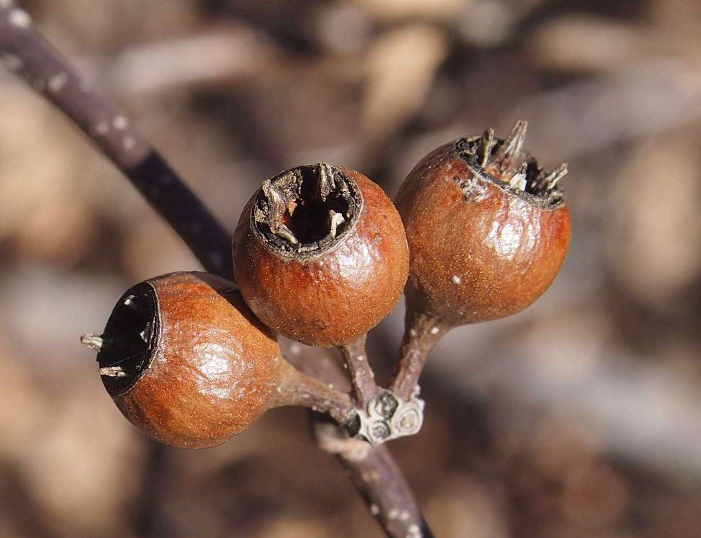 Image of Red Mallee