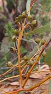 Image of Red Mallee