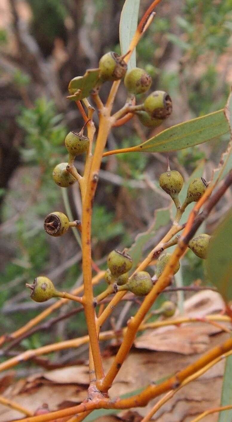 Image of Red Mallee