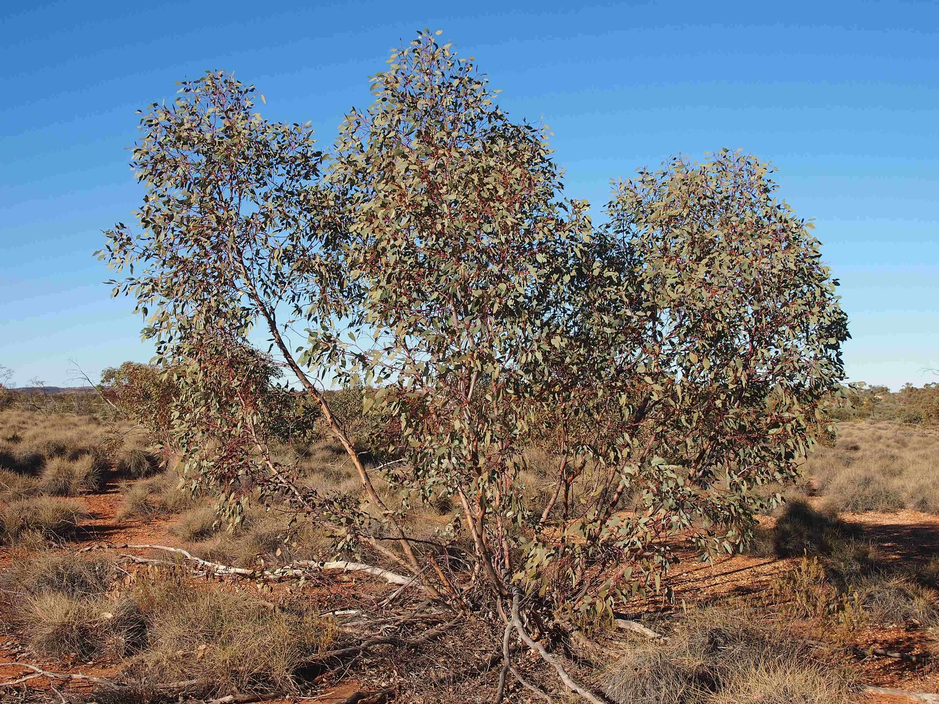 Image of Red Mallee