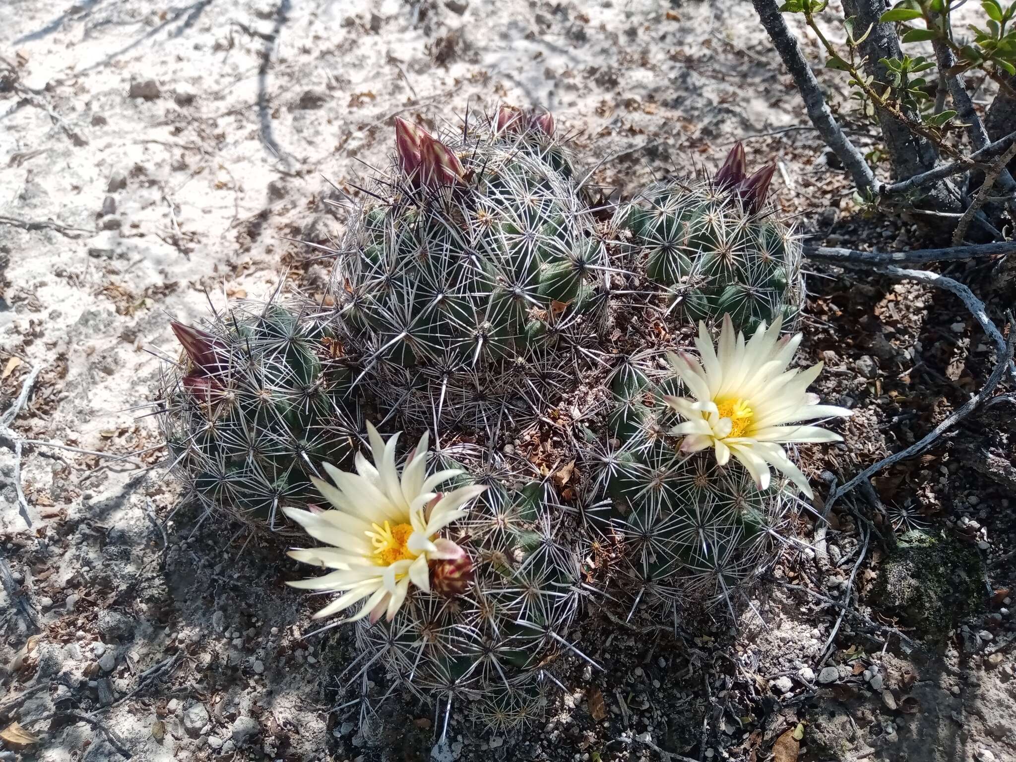 Image of Coryphantha pseudoechinus Boed.