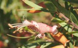 Image of Eremophila maculata (Ker-Gawler) F. Muell.