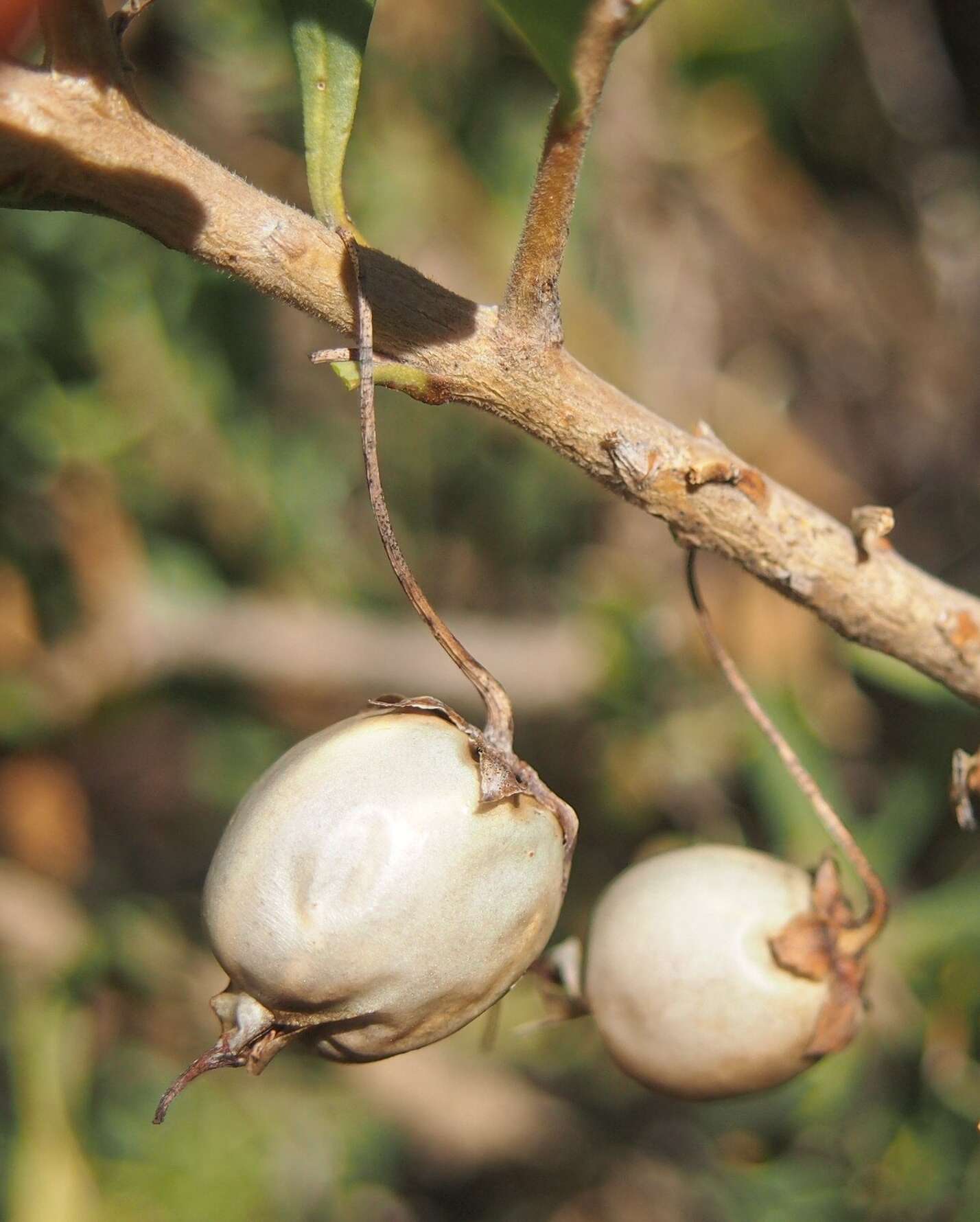 صورة Eremophila maculata (Ker-Gawler) F. Muell.