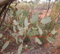 Image of Red Mallee