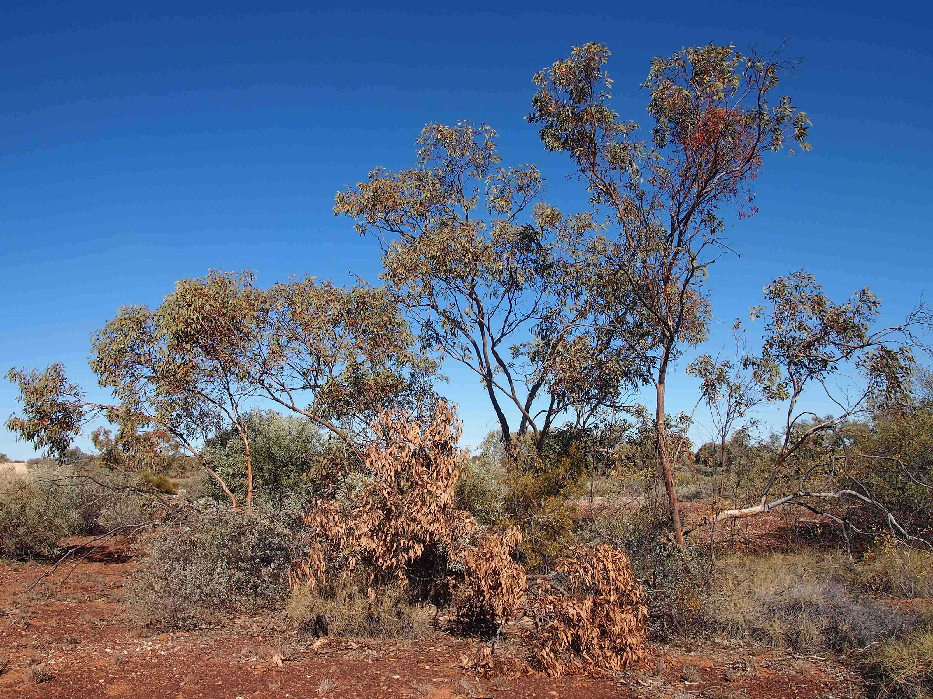 Image of Red Mallee