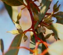 Image of Red Mallee