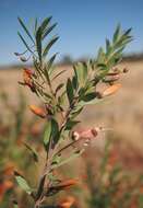 صورة Eremophila maculata (Ker-Gawler) F. Muell.