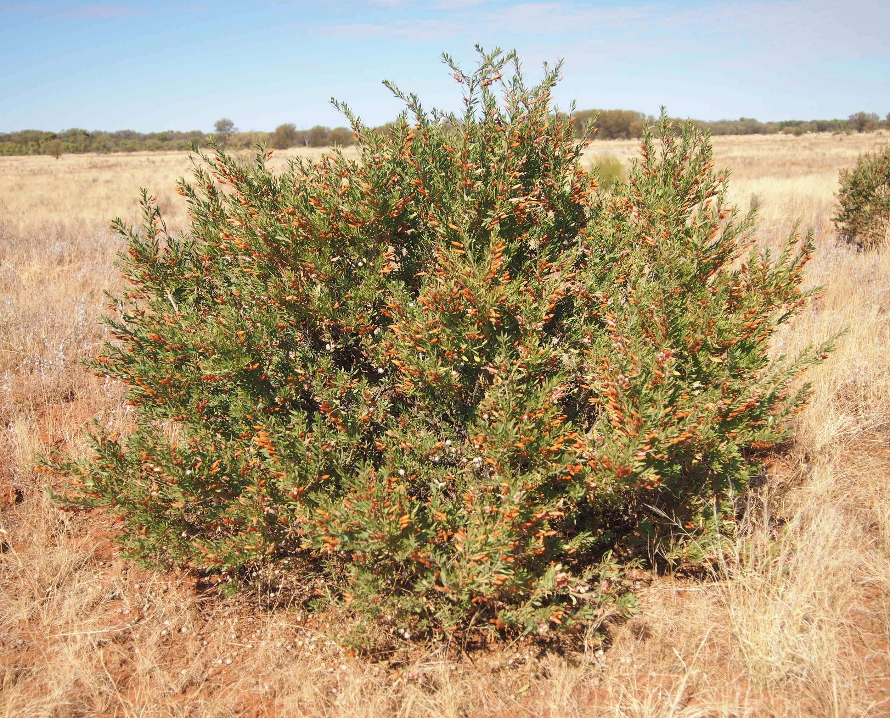 صورة Eremophila maculata (Ker-Gawler) F. Muell.