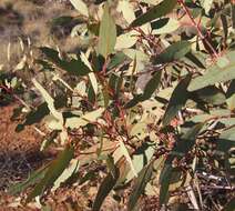 Image of Red Mallee