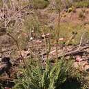 Image of Senecio spiraeifolius Thunb.