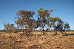 Image of Red Mallee