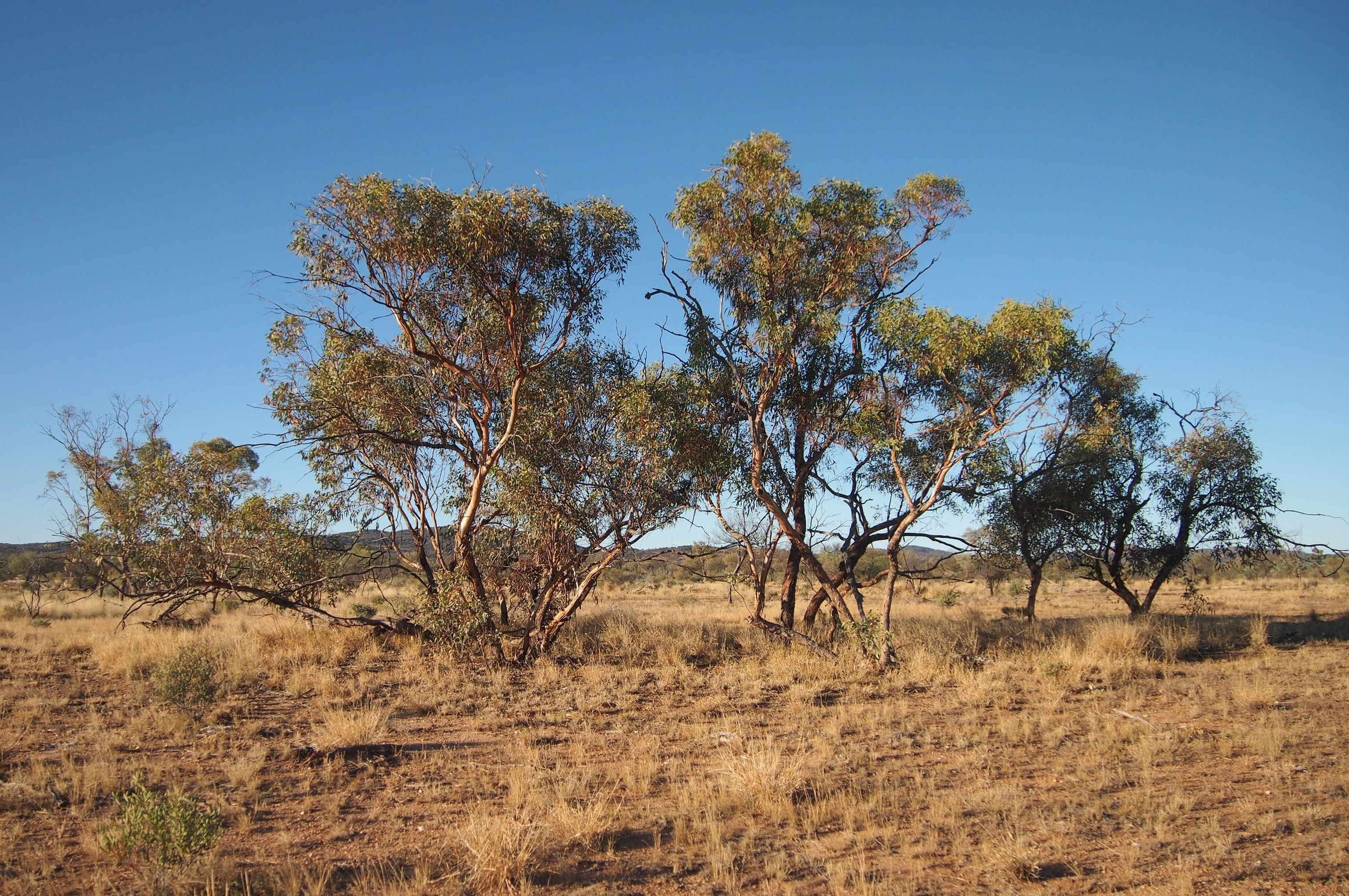 Image of Red Mallee