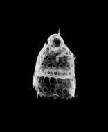 Image of Radiolaria