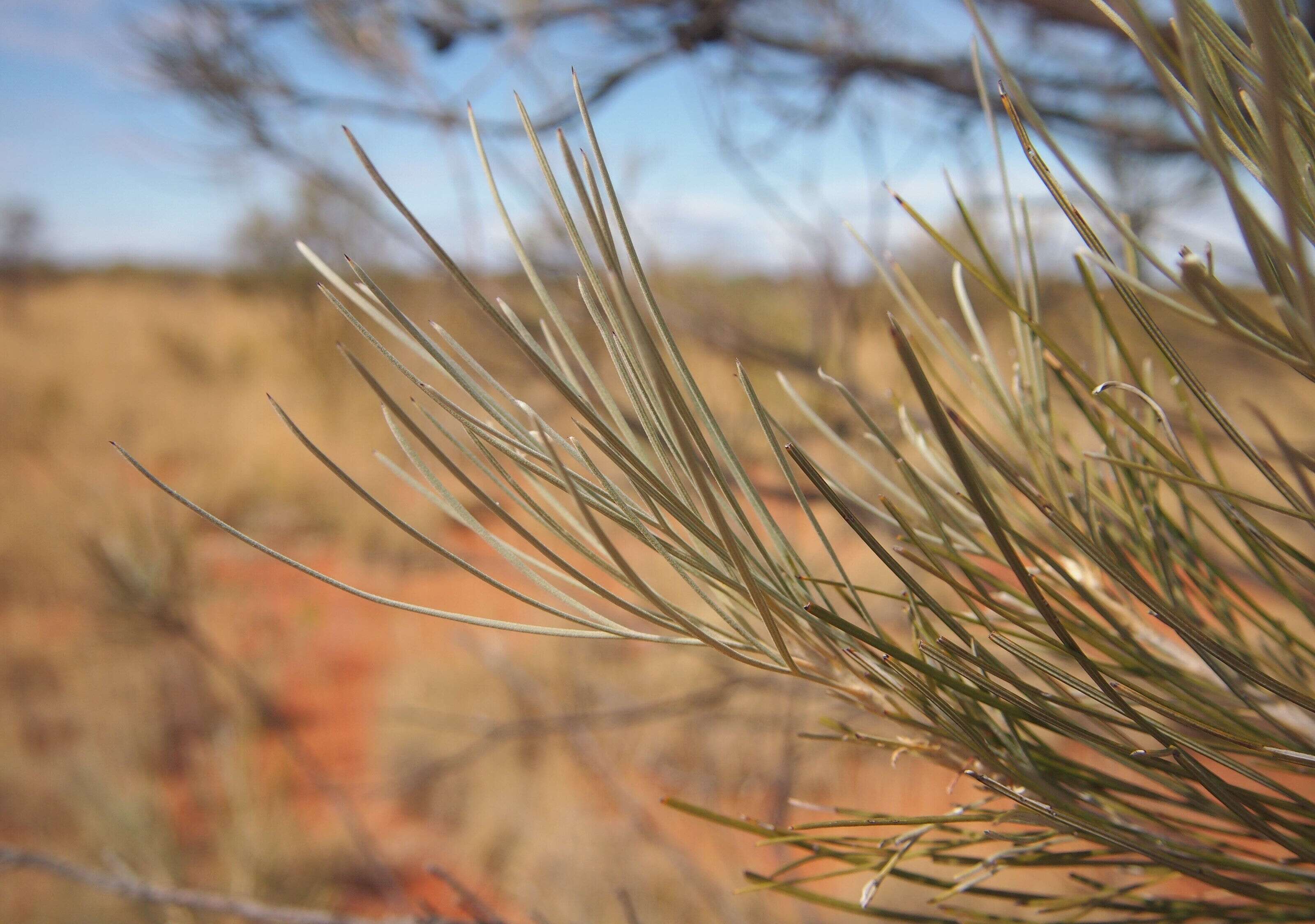 Image of Grevillea juncifolia Hook.