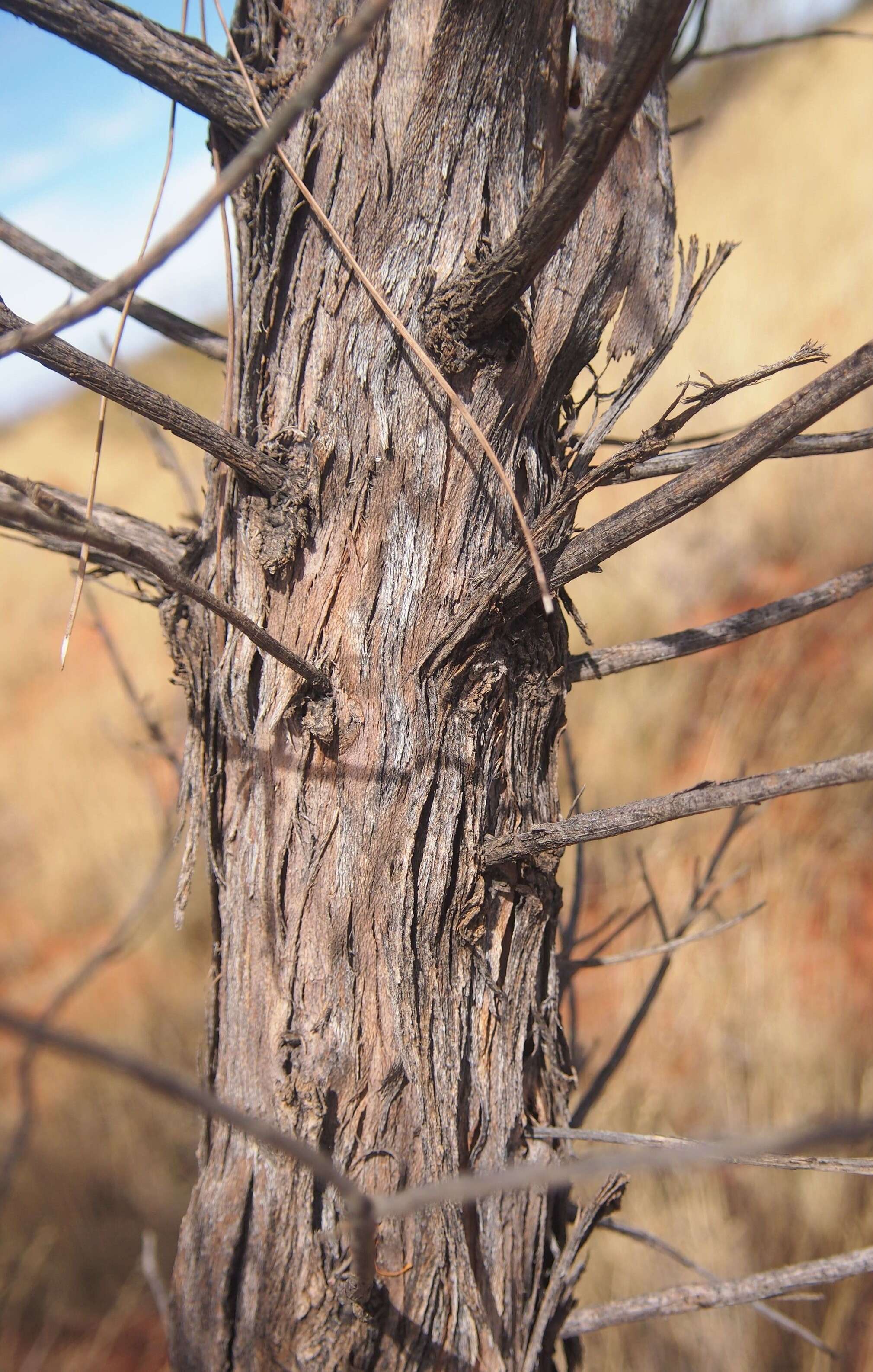 Image of Grevillea juncifolia Hook.