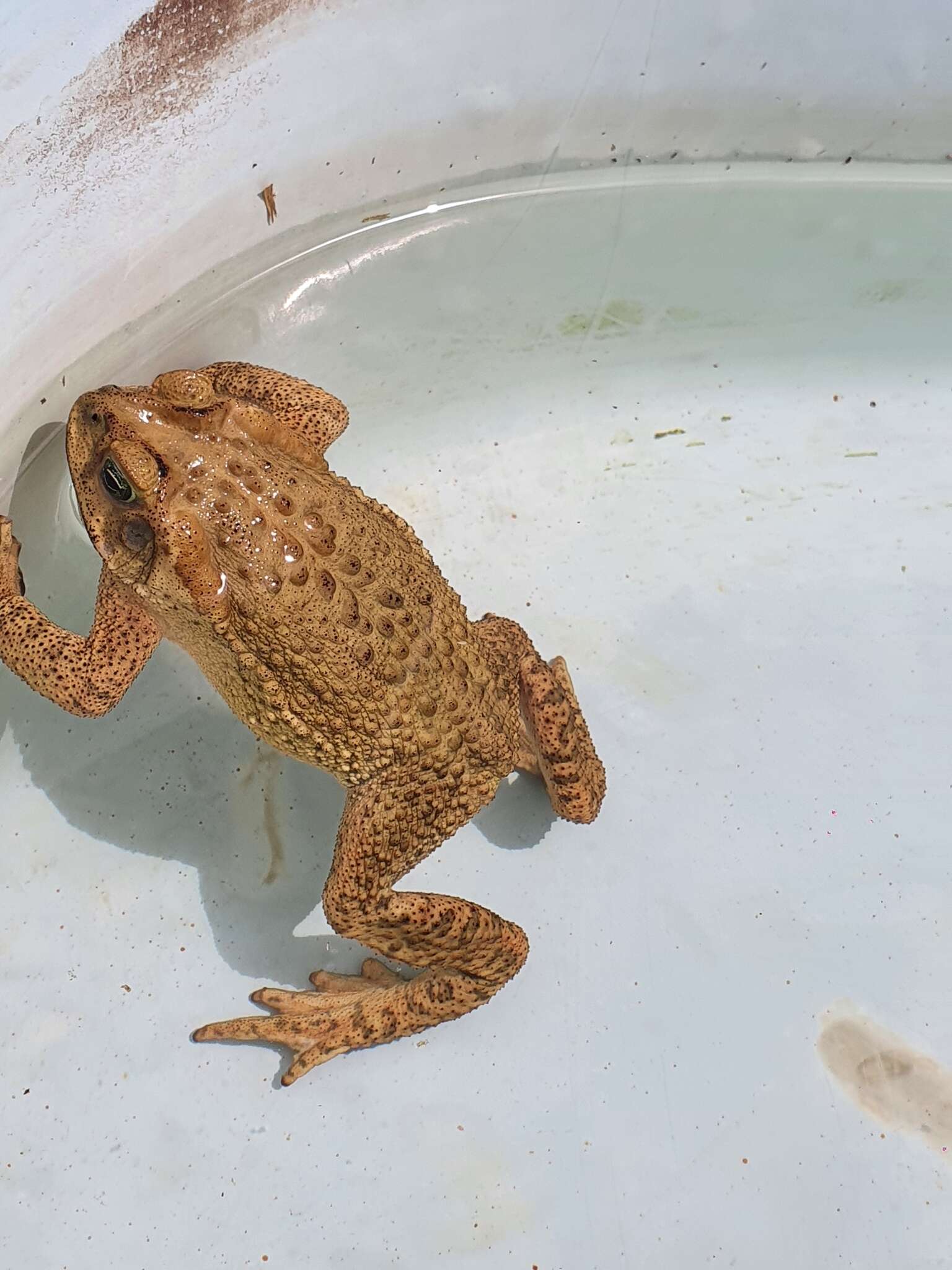 Rhinella rubescens (Lutz 1925) resmi