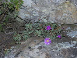 Imagem de Lampranthus falciformis var. falciformis