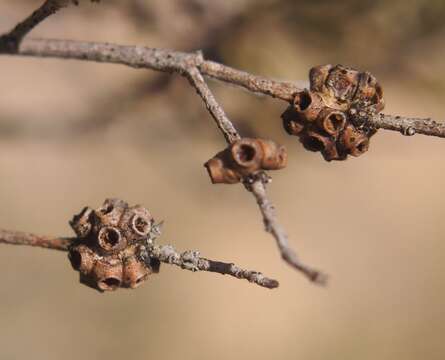 Imagem de Melaleuca glomerata F. Müll.