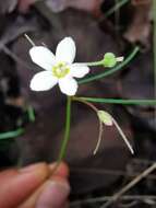 Image of Euphorbia sphaerorhiza Benth.