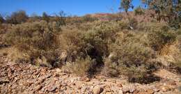 Sivun Melaleuca glomerata F. Müll. kuva