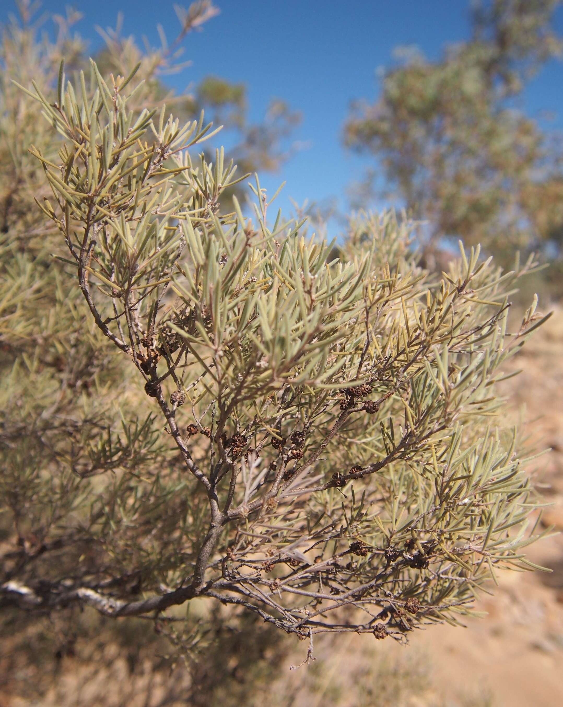 Image of Melaleuca glomerata F. Müll.