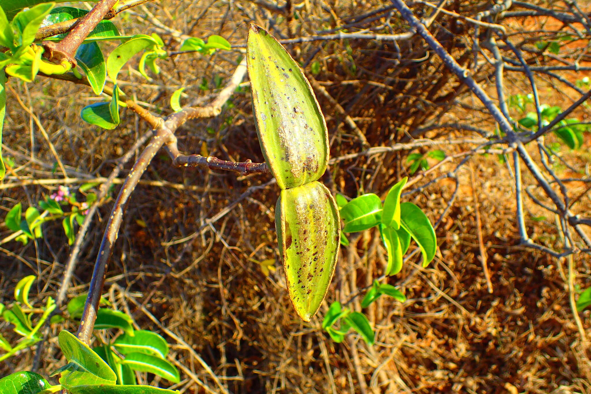 Imagem de Cryptostegia madagascariensis Boj.