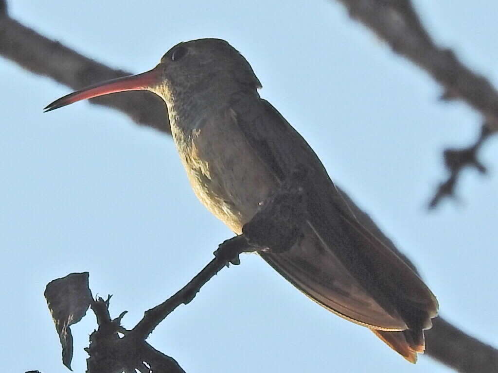 Imagem de Amazilia yucatanensis (Cabot & S 1845)