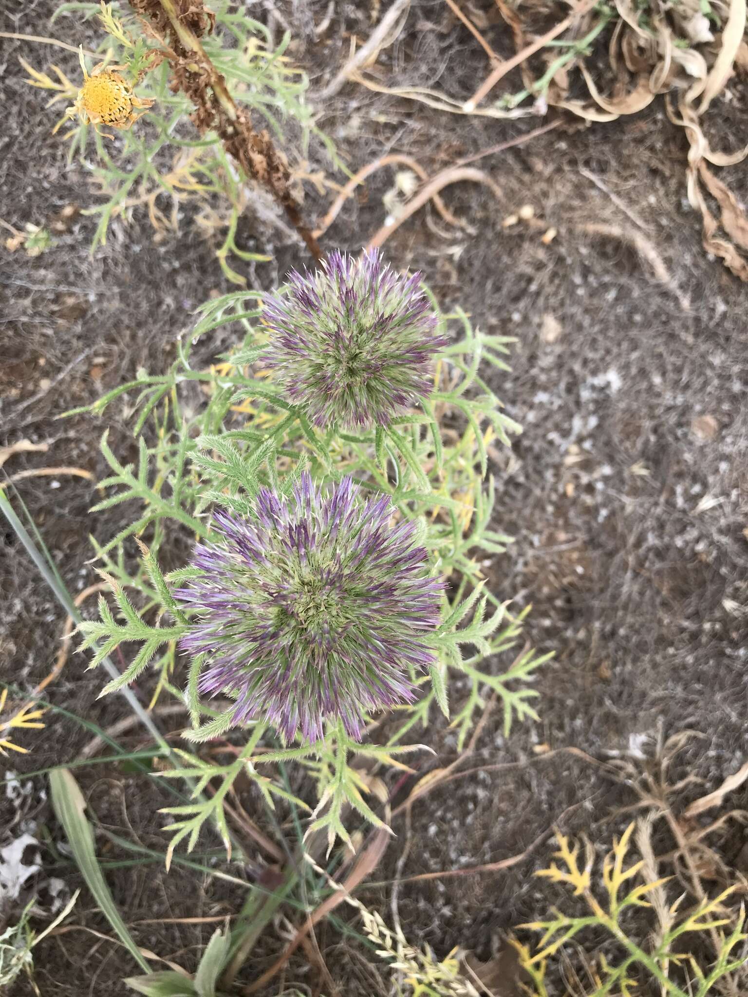 Image of Echinops strigosus L.