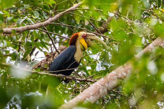 Image of Wreathed Hornbill