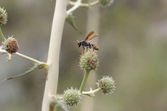 Слика од Polistes billardieri Fabricius 1804