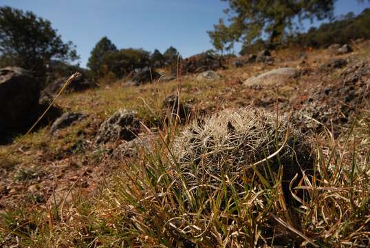 Sivun Coryphantha recurvata subsp. canatlanensis kuva