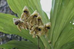 Image of Catasetum integerrimum Hook.