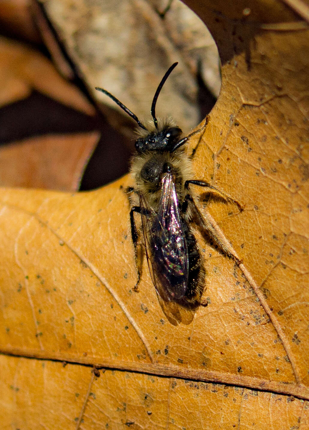 Imagem de Andrena carlini Cockerell 1901