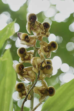 Image of Catasetum integerrimum Hook.