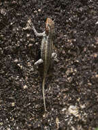 Image of Yellow-spotted Spiny Lizard